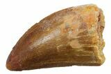 Carcharodontosaurus Tooth - Real Dinosaur Tooth #351637-1